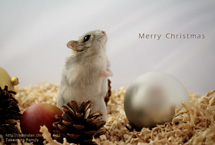 �N���X�}�X�J�[�h2